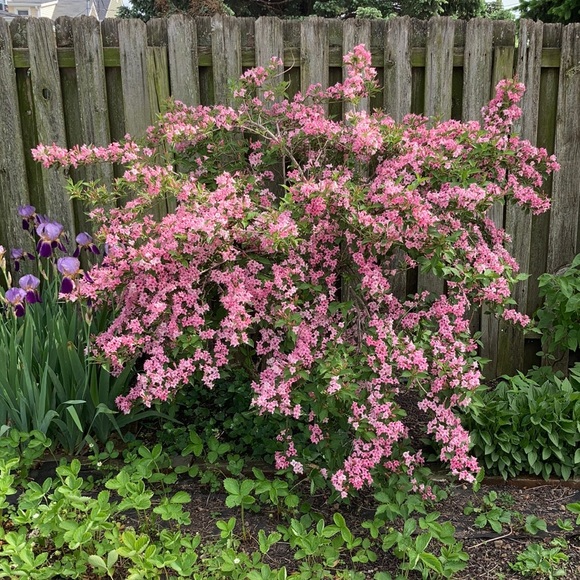 Meet your Posher, Sue - Picture 1 of 7